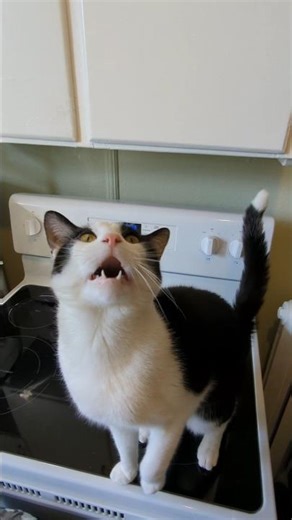 Stovetop Slaps #cat #catslap #catlovers