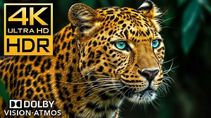 【4K HDR】野生动物4K HDR 120 fps杜比视界-4K视频超高清#4K#野生动物_|极致画质|杜比视界|电视屏幕测试|手机屏幕测试 |_哔哩哔哩_bilibili