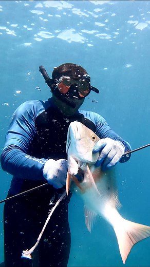 Spearfishing Mutton snapper! | Eliam Fishing Mx