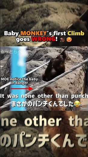 Baby Monkey’s First Rope Climb Gets Chaotic! 🐒😱