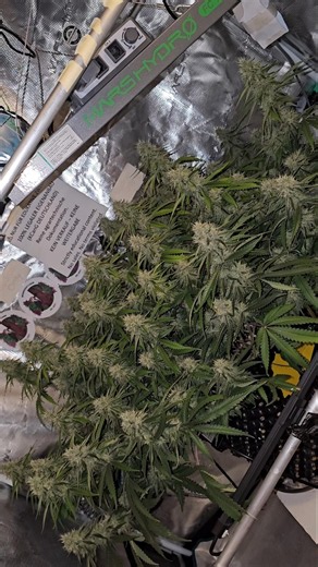 Only 18 days left until the first PARTIAL HARVEST!🔥✂️🥳