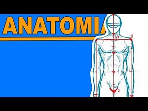 TUTORIAL - Disegnando L'ANATOMIA - Il corpo Maschile (pt. 1)