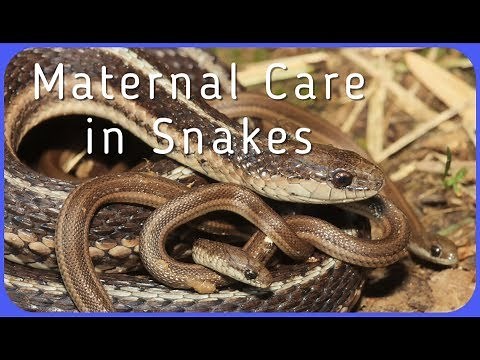 Do Snakes Care For Their Babies?
