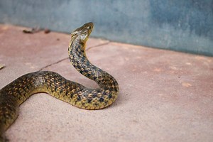 Snake In The House Spiritual Meaning: Baby Or Black? Sign!