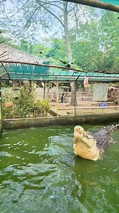 The biggest crocodile in captivity in Panay Island 🐊 | Discover Antique, Philippines