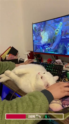 Keyboards Belong to Cats | Algorithm Cleanse #Shorts