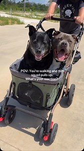 101 reactions · 17 comments | You see two dogs getting pushed in a stroller. What do you do? 來 #dogmom #doglover #dogdad #petstroller #dogstroller #seniordog | Duke Benson | Facebook