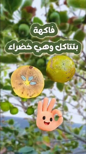 A fruit that can be eaten green! 😳 Italian persimmon