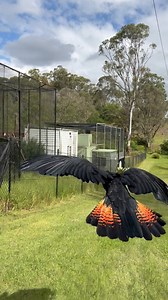 24K views · 3.9K reactions | Follow this rare Red-tailed Black...