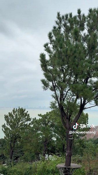 “Đồi cừu Đà Nẵng có cây thông xanh cao vút, góc nào lên hình cũng ngỡ như đang lạc bước ở Đà Lạt. 🌲✨ Check-in giữa trời trong, gió mát và background triệu view chắc chắn sẽ cho bạn bộ ảnh sống ảo lung linh không khác gì thành phố sương mù. Cuối tuần rồi, lên Đồi Cừu Đà Nẵng làm bộ ảnh ‘Đà Lạt thu nhỏ’ ngay thôi!” #doicuudanang #doicuuhaivan #doicuu #danang #đồi_cừu #photodanang #checkindanang #dulichdanang #campingdanang #canhdepdanang #viewtrieudo #xuhuong #dexuat #travel #coffee #sheep #sheep