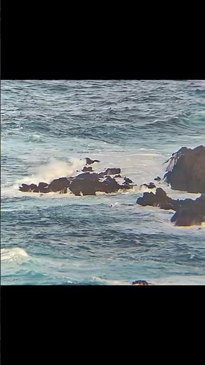 Birding made easy and digital: Svbony SV202 8x32 binoculars combined with SC002 WiFi Cam.
