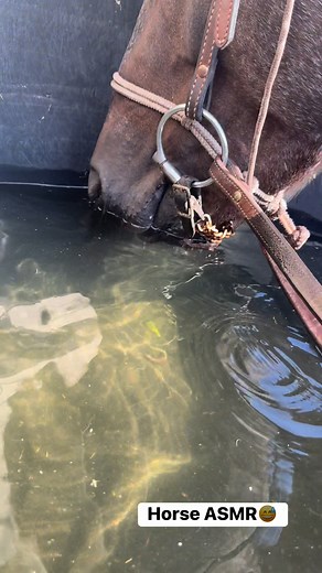 1.1K views · 15 reactions | Some horse ASMR by One Hot Move for your evening勺 | Faith Murphy | Facebook