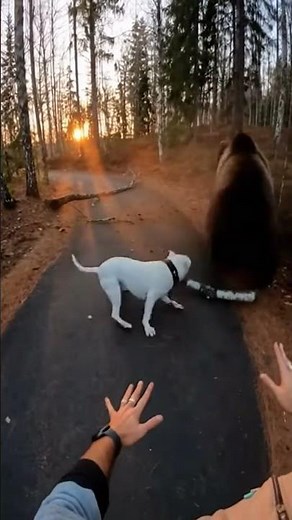 A bear appears out of nowhere, but a fearless Dogo Argentino stands his ground