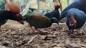 2K views · 65 reactions | #DidYouKnow male Crested Partridges nest in dry leaves on the forest floor, constructed mainly by the male (aka Dad)?! Let the National Aviary help you celebrate all of the Moms, Dads, & Grads in your life with a variety of unique gifts perfect for Mother’s Day, Father’s Day, and Graduation season. Learn more: https://www.aviary.org/dining-gift-shop/gift-shop/ | National Aviary | Facebook