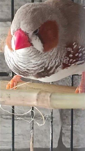 les oiseaux mandarins #birds #chant #cute #pets #mandarin #music #pigeon #funny #song #love #parrot