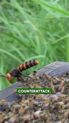 Thirty giant hornets… one hive… and nature's most synchronized defense. 🐝🔥