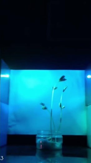 Maker Experiment - Beans and Blue Light #biology #makerclass #botany