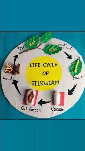 Life cycle of silkworm #school science Project #school