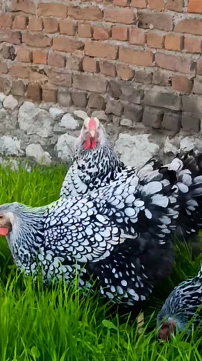 4.7K views · 98 reactions | Anaçlara horozu saldım Gladyatör horozumuz artık sahnede | Wyandot İsmet | Facebook