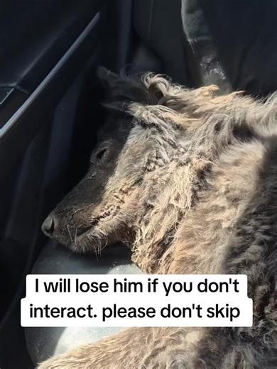 Shield & Shelter Rescue 🛟 (@shield_and_shelter)’s videos with Lights Are On - Tom Rosenthal