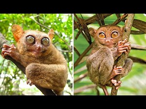 Tarsier 🐒 One Of The Cutest And Rarest Animals In The Wild