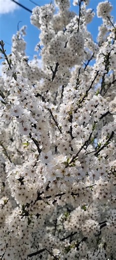 These White Blossoms Will Calm Your Mind | Peaceful Spring 🌸