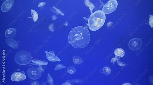 Ear jellyfish swim in the water. Jellyfish floating underwater. Close up of Jellyfishes in the ocean. Aurelia aurita in aquarium against blue light. Illuminated Sea jellies