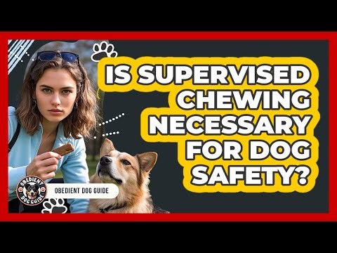 Is Supervised Chewing Necessary For Dog Safety?