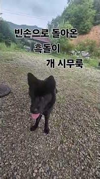 Heukdori the Jindo Dog: Review Training Part 2