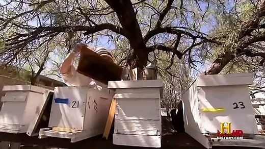 National geographic documentary   All About Honey Bee