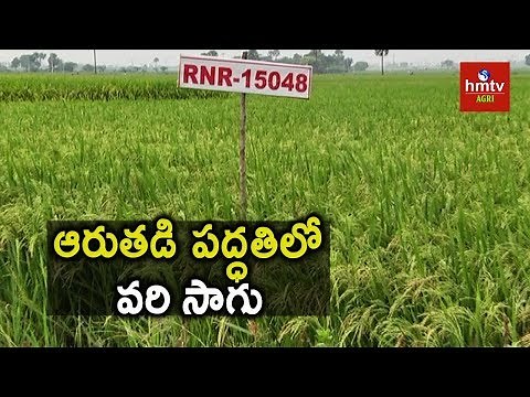 RNR Paddy Farming | Modern Techniques in Paddy Farming | hmtv Agri