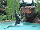 Perth Zoo's crocodile Simmo launches from water during feeding time