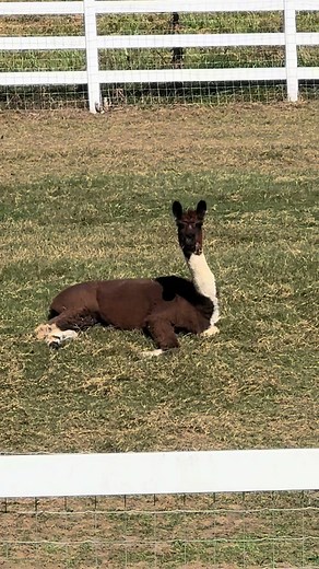 Exploring East Tennessee's Charming Alpaca Farm
