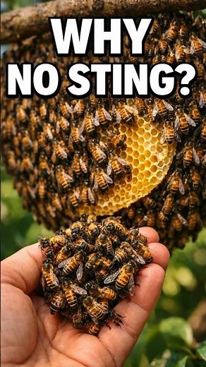 Why Aren’t The Bees Stinging? 😳🐝 | Surprising Bee Behavior Explained #shorts