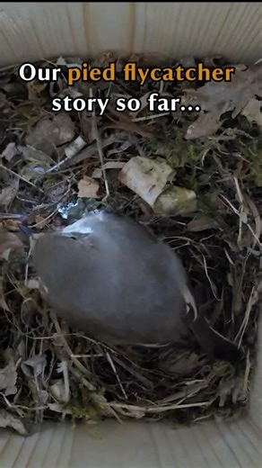 Get a close up look inside the nest of this rare UK bird