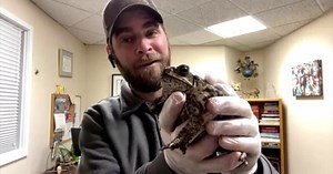 Meet one of ZooMontana's cane toads (video)