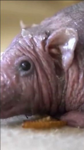 This is the hairless turtle rat🐢🐀 #foryou #viral #fypシ #fy #fypシ゚viral FOLLOW FOR MORE 🙏🙏