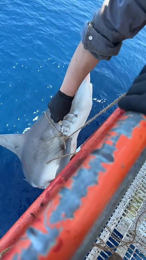 Catch and Release: Respecting the Ocean's Balance