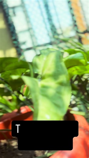 Shital Govind Waghmare🧿 on Instagram: "Happy rose day my friends #shitalwaghmare #latur #roseday"