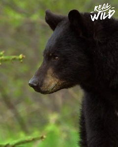 A black bear mother is raising her first batch of cubs, taking time to play and socialise with them as much as she can. She is an excellent mother, knowing where to stop and rest with plenty of food sources nearby. | Real Wild