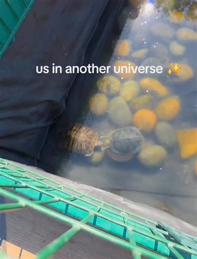 Cute Animals 𓆉 on Instagram: "Turtles (especially aquatic species like red-eared sliders) often appear to “tap” or “slap” another turtle’s head, but this is usually a rapid fluttering or vibrating of their front claws in front of the other turtle’s face. Primary Reason: Courtship Display Male turtles perform this behavior to attract a female during mating season. The male swims in front of the female, extends his long front claws, and rapidly flutters or vibrates them around her head and face. 