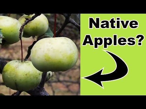 3 Native Crabapples You Need for Pollinators and Wildlife!