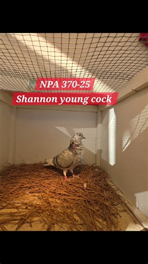 2025 Shannon tipplers