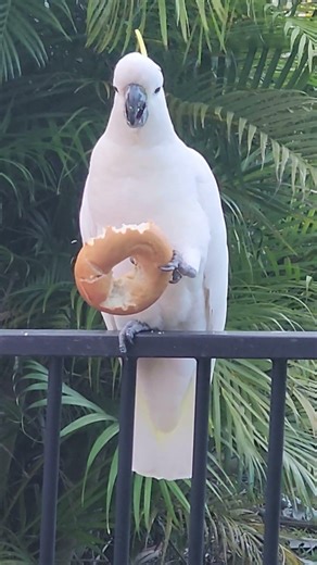 Cockatoo Enjoying a Bagel