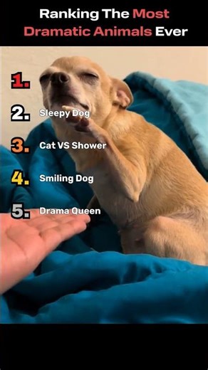 Ranking The Most Dramatic Animals Ever #animals #funny #viral