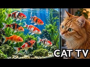 Cat TV Aquarium🐠 Videos for Cats to Watch | Fish for Cats