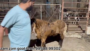 7.5K views · 139 reactions | World goat team on Reels | Facebook