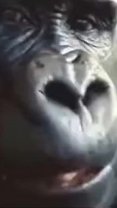 They say it’d take 100 normal men to take out a gorilla. It’s also said that it would only take three wrestlers to take out one gorilla 🦍. | United World Wrestling