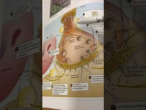 36. Activité synaptique