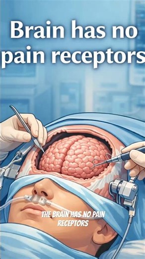 Why Awake Brain Surgery Is Possible 🧠